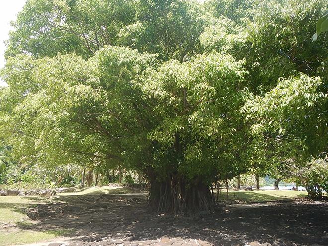 The sacred Banyan tree © Andrew and Clare Payne